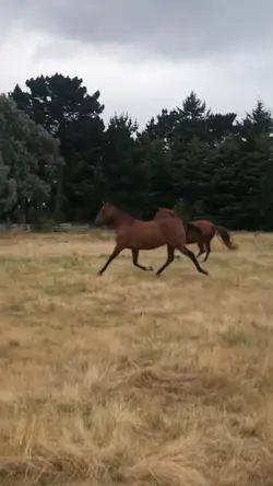 Slowmo 🤌🏼 🐎