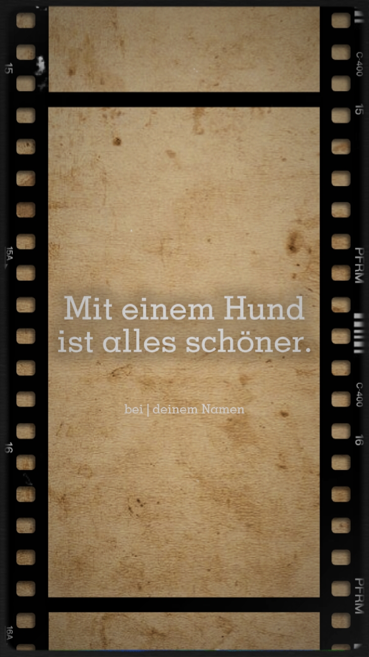 Haustiermomente