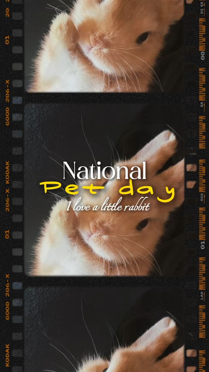 National pet/ rabit