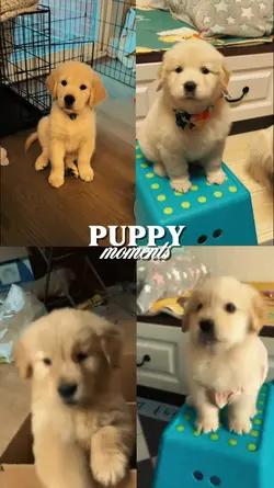 Puppy Moments