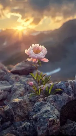 Simple 4 video clips