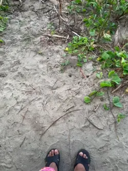 Nature 