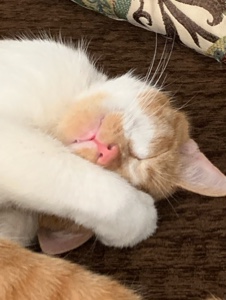 Katzen Leben