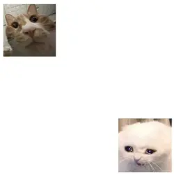 취킨이 날라다녀욬!!ㅠㅠㅠㅠ