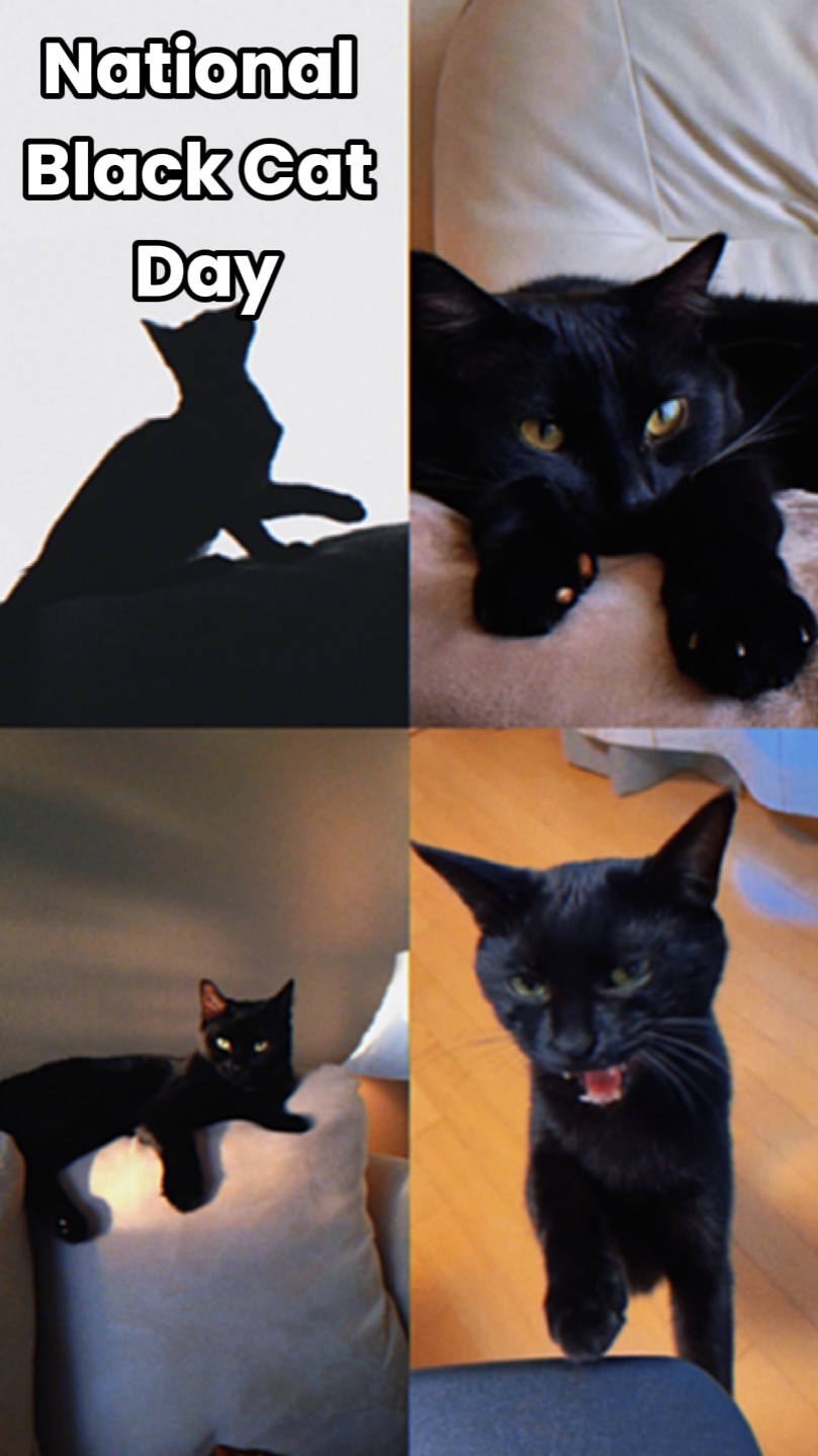 Día del Gato Negro