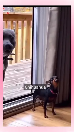 Small vs big dog