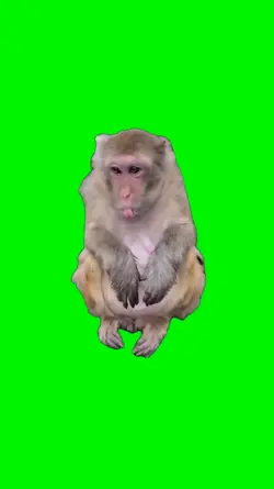 monkey feel disgust