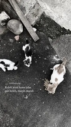 kata kata
