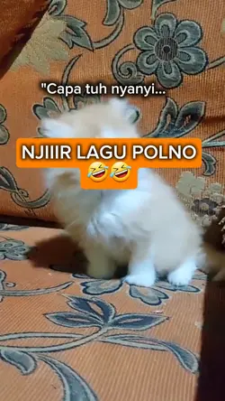 Lagu polno