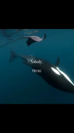 Orca Whale
