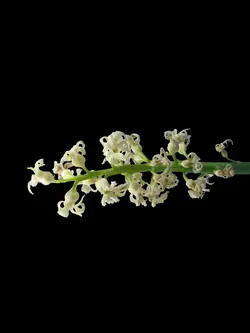 wilting flowers