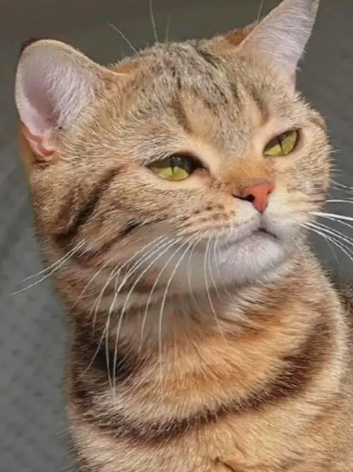 cats cool edit