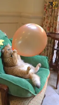 Balon Meletus