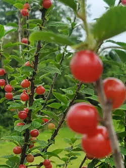 볼빨간 앵~두