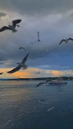 sailor song 1 minute