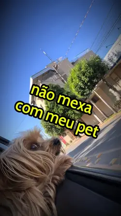 meu pet