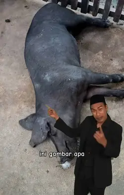 ini gambar apa? 