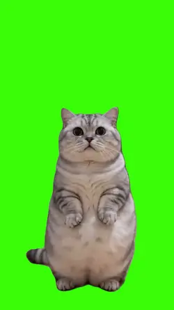 Cat/Gato.