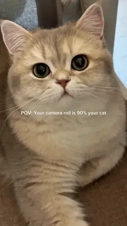 POV: cat lovers