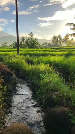 susana pagi di desa