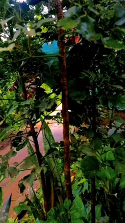 plants