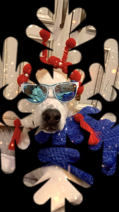 Christmas pet