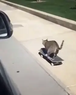 Cats Scatboard slowm