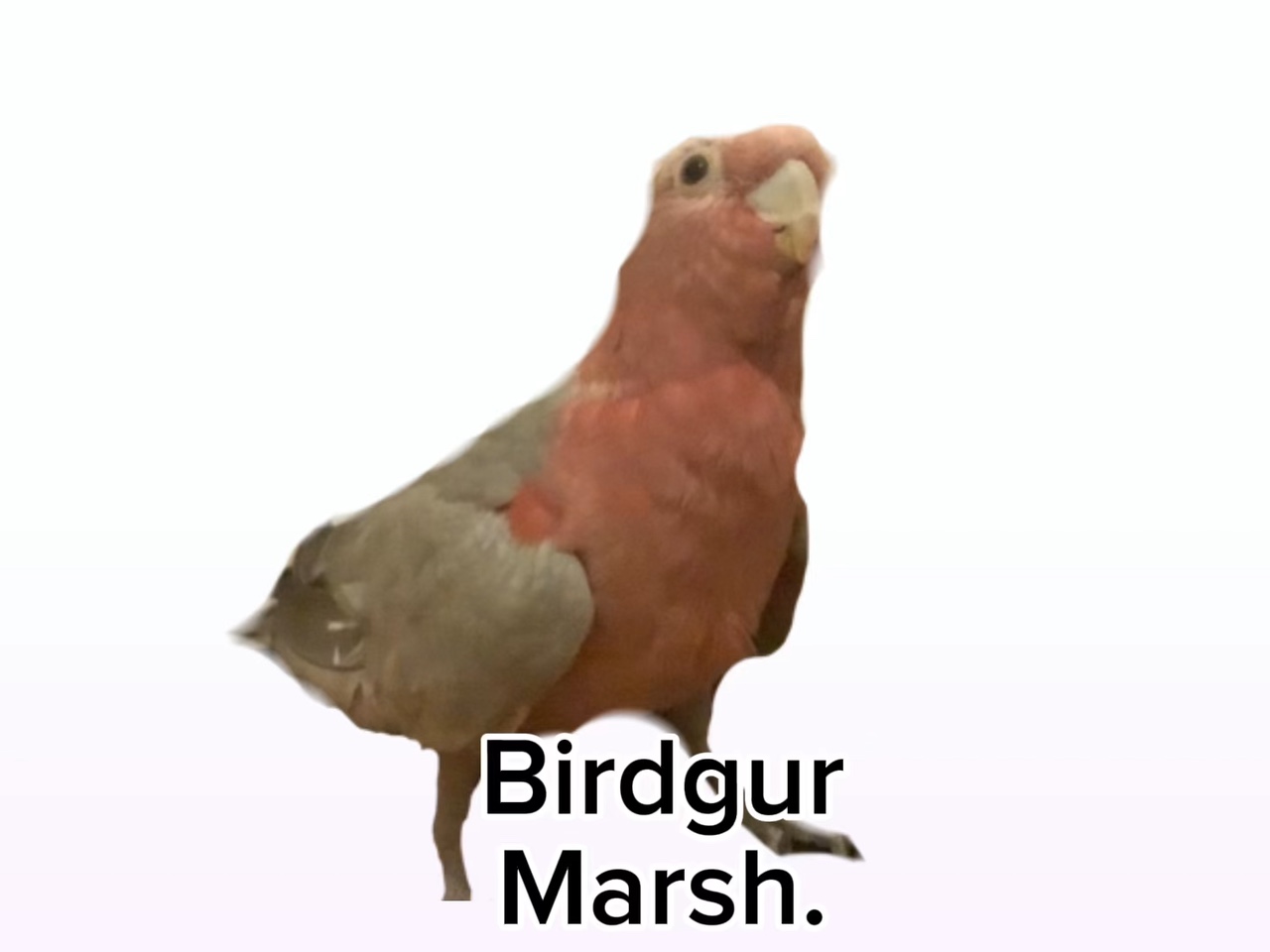 SPAM IN THE COMMENTS