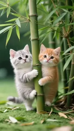 #cute cat#