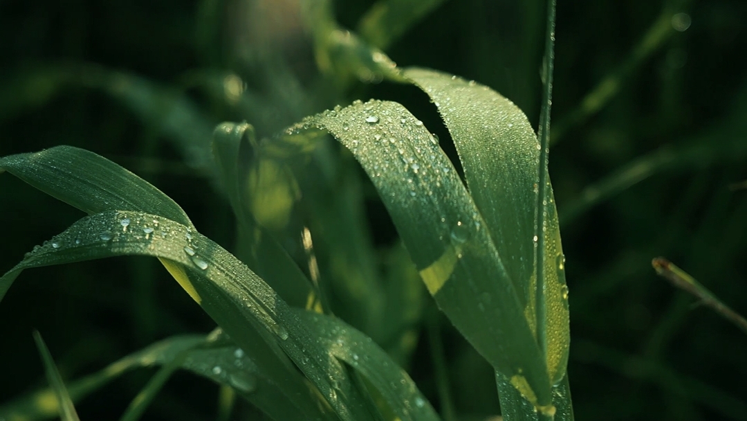 8 Videos Cinematic