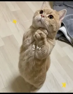 猫バージョン