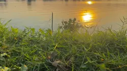Mẫu Nhạc Bình Yên