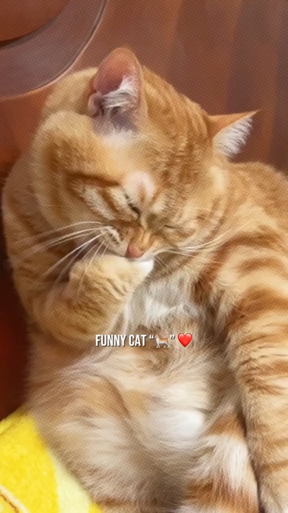 Kucing lucu ❤️ 