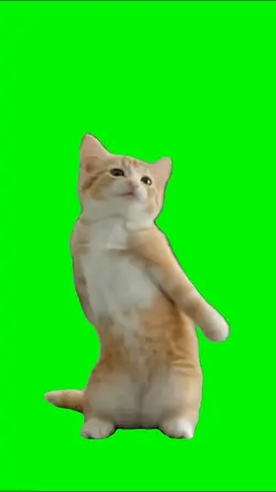 Grooving Cat