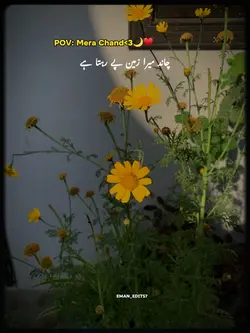 Mera Chand 🌙♥️