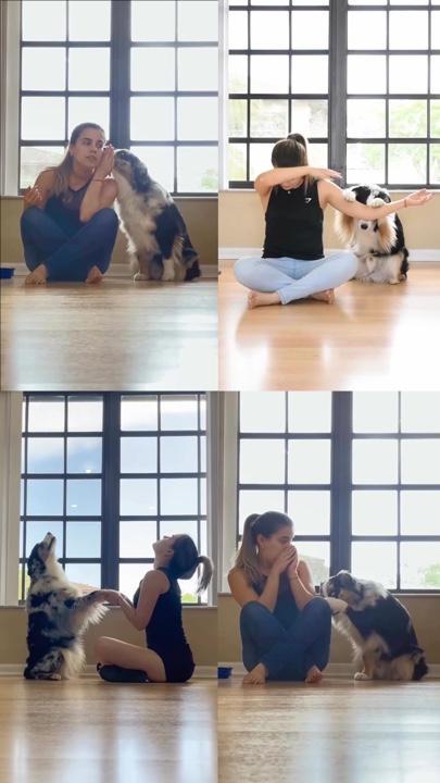 Perrito sentado