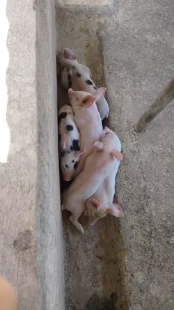 Piggery Journey