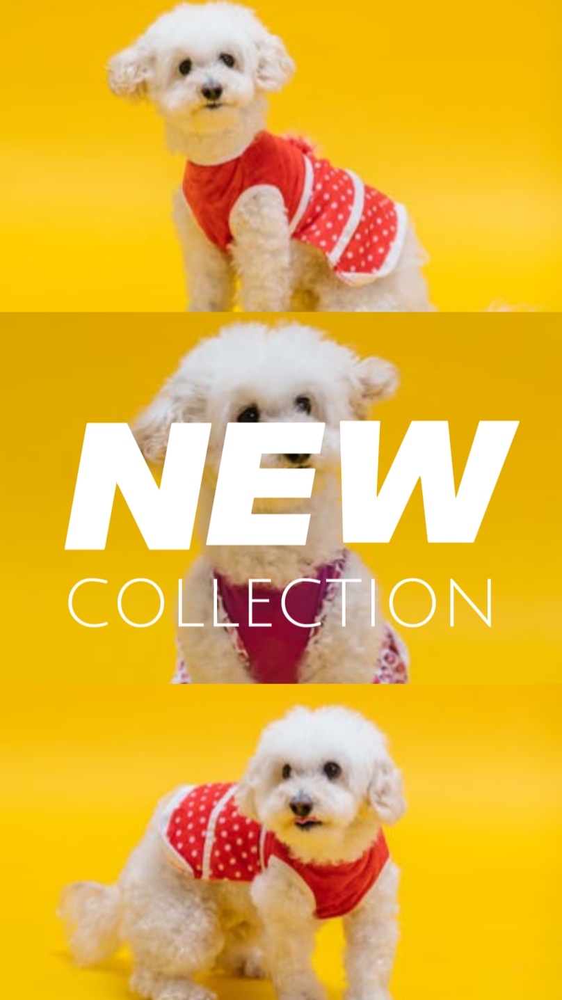 EXHIBICIÓN DE PRODUCTOS DE ROPA PARA MASCOTAS