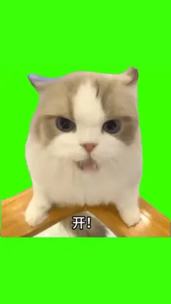 Chinese cat meme