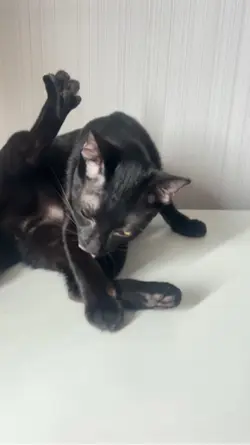 Cat-แมว