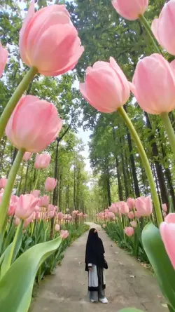 bunga tulip 