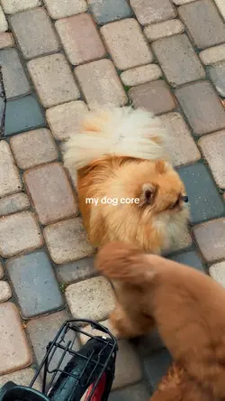 my dog core