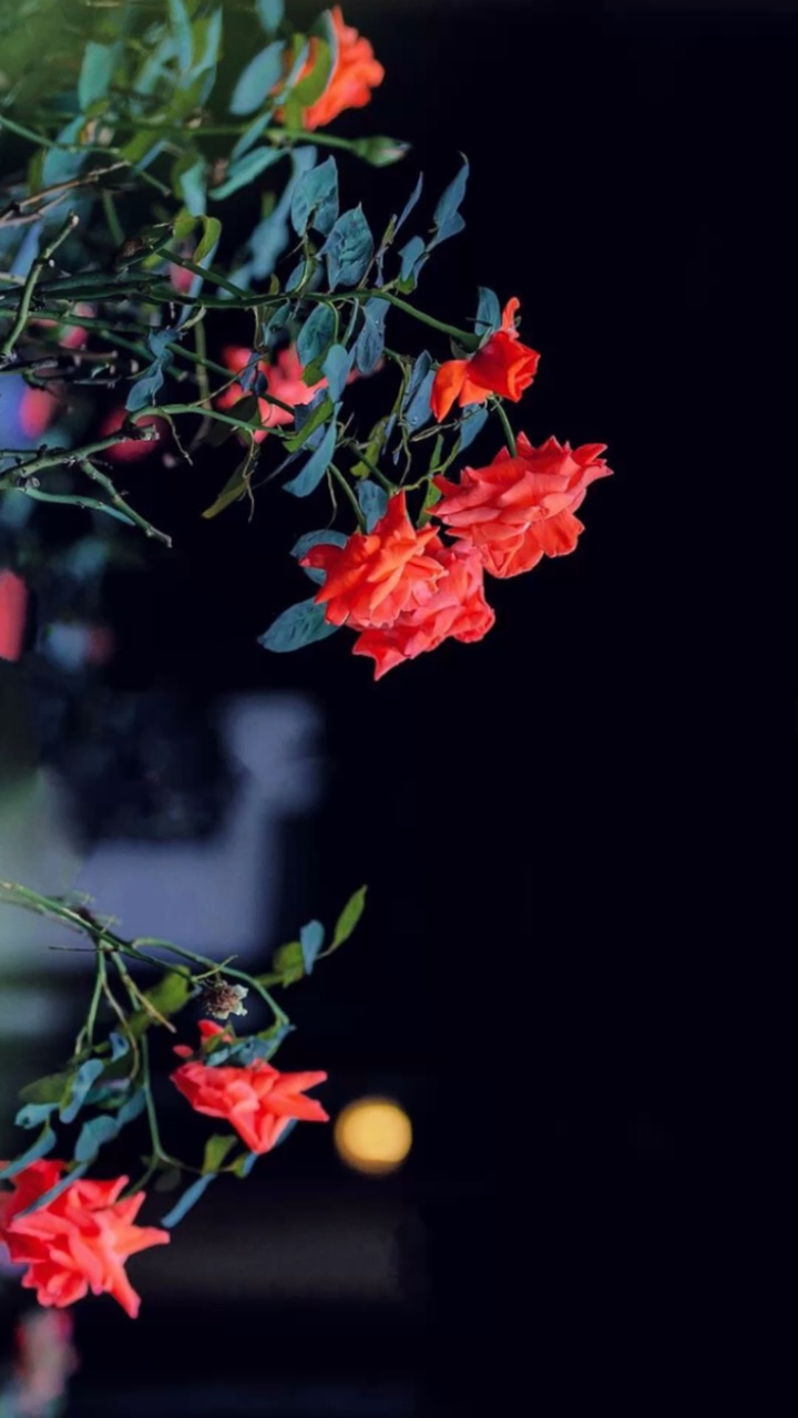 ចន្ទអើយរះសែនល្អម្លេះទេ🎧🥰