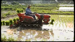 稲🌾を植えます