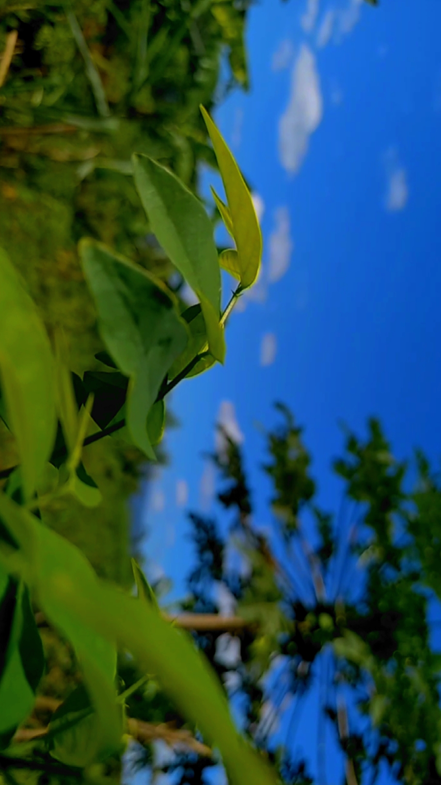 filter HD cinematik