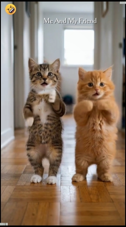 Tendência De Gato De Dança
