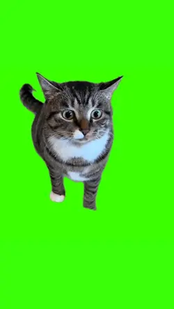 cat dance meme