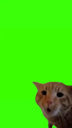 cat screaming 