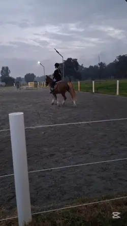 Jumping Dex