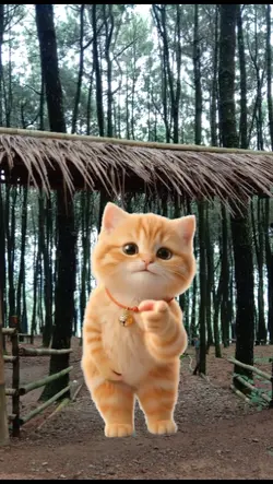 Kucing Dance